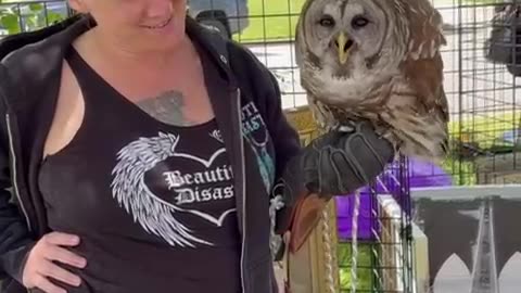 Barred Owl Puts On Show At Yard Sale