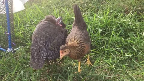 Chickens of different breeds can live Peaceful Coexistence too.