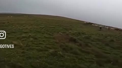 🤯✨ You Won't Believe What Happens When These Girls Meet Wild Horses! | FeedMyCuriosity