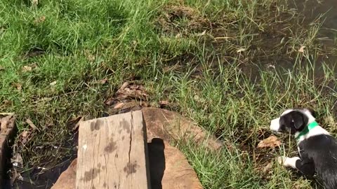 Puppy Learning How to Be an Adventure Dog