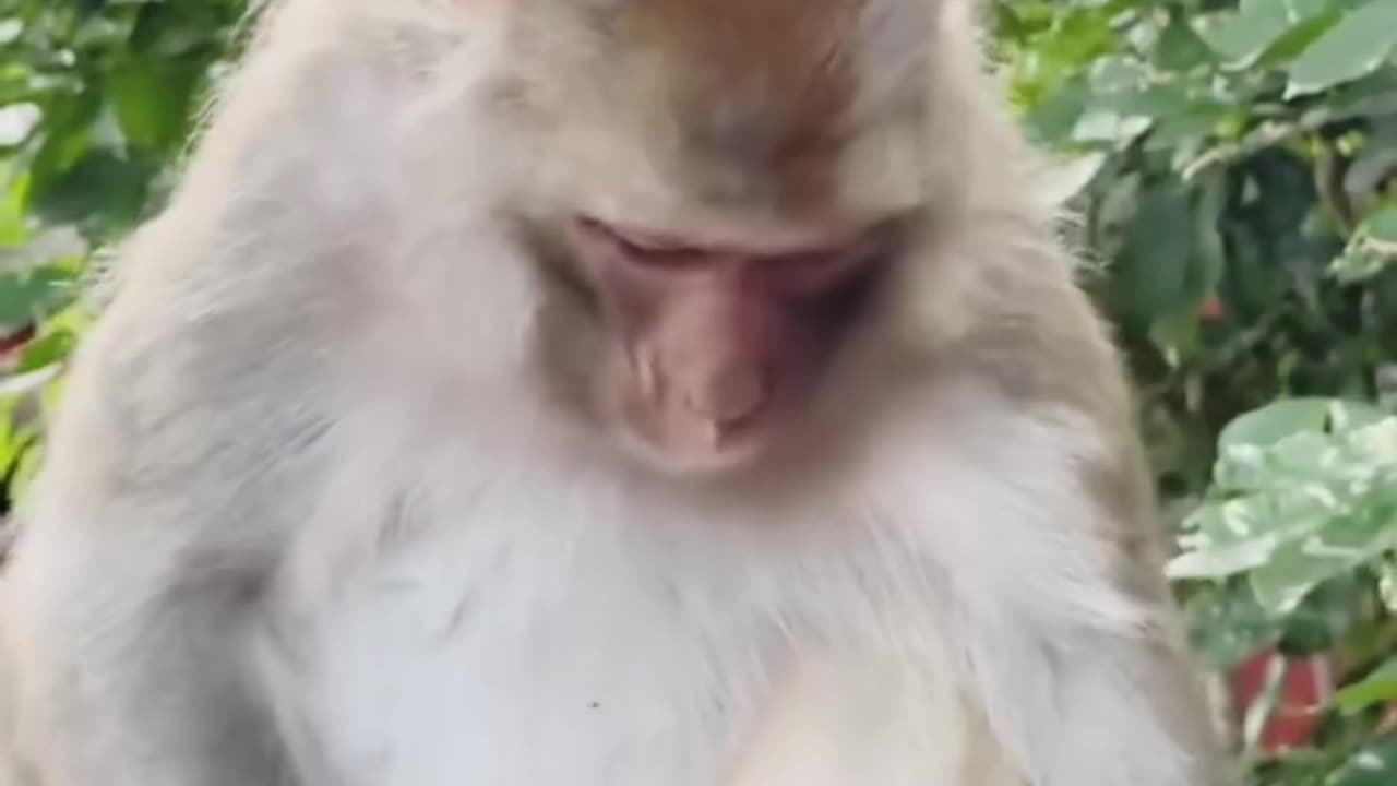 Onion's effect