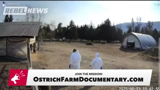 Where is the ostrich farm now, two months after the CFIA slaughter?