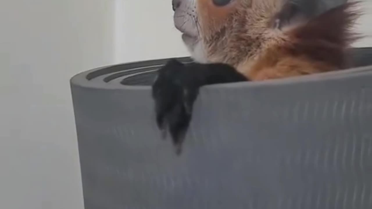 The matrix invents new creatures every day. Is this a mandala effect??? 🤣🤣🤣