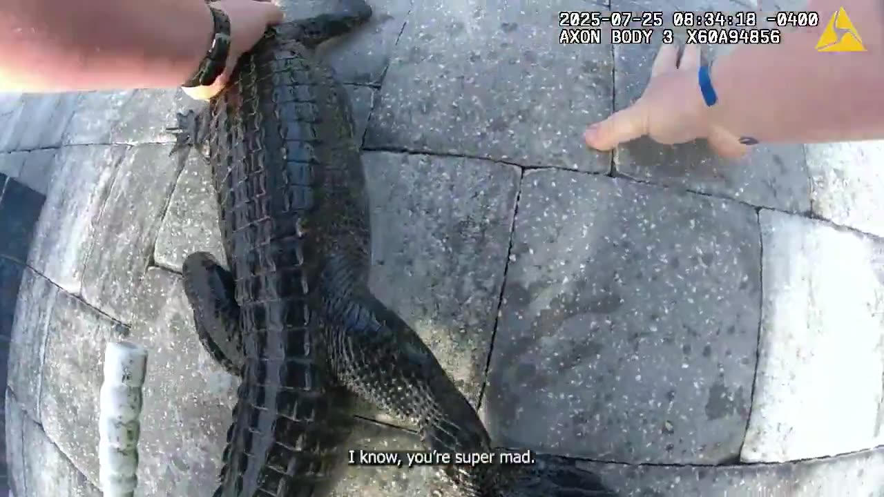 WATCH: Florida Deputy wrangles alligator in backyard pool 🐊