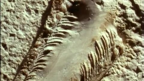 Dinosaurs a documentary