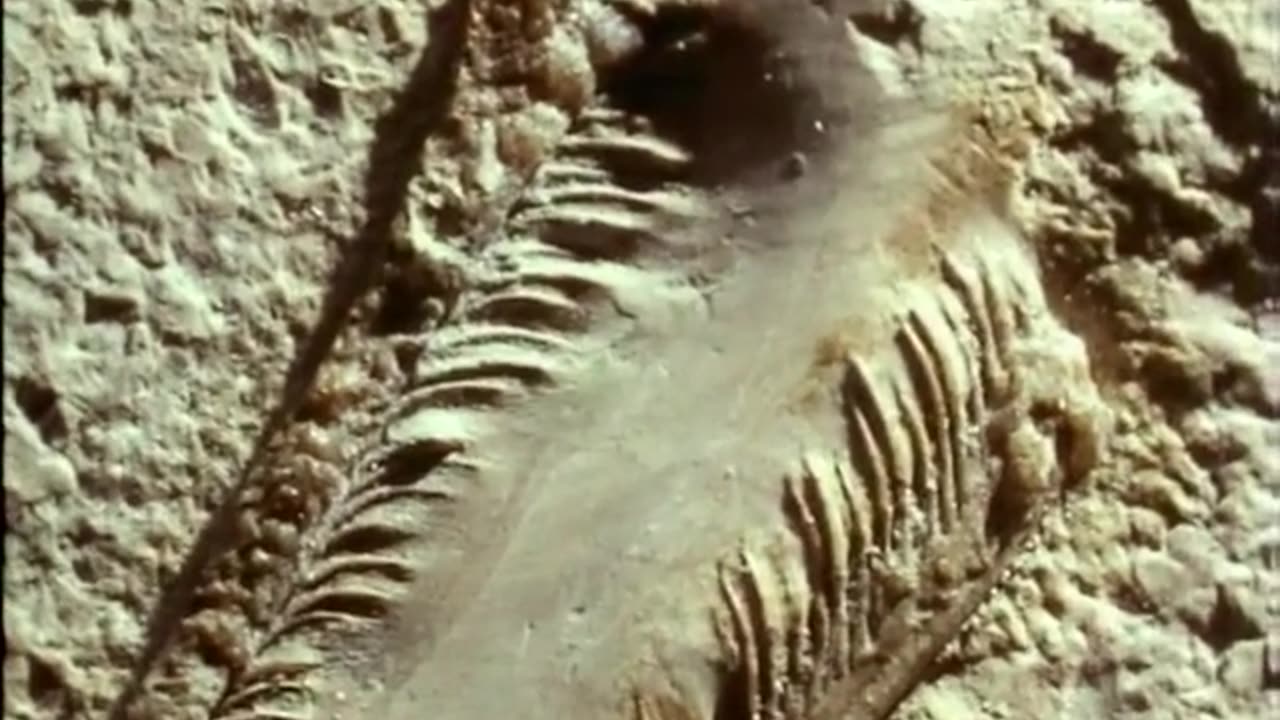 Dinosaurs a documentary