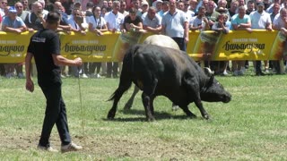 Kukan od Jozića vs Kobra od Tubića Liskovica 2025
