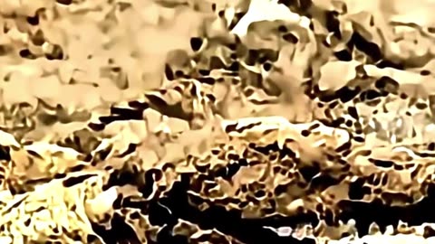 The sad life of three animals