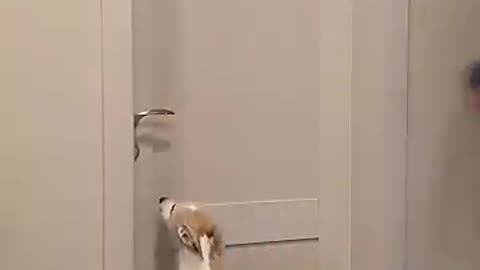 adorable animals, puppy videos, dog compilation, animal lovers,