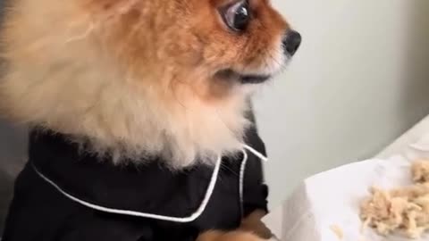 Tiny Pomeranian Guards His Food – Cățelul pufos apără mâncarea ca un leu! 🐶🍖🦁