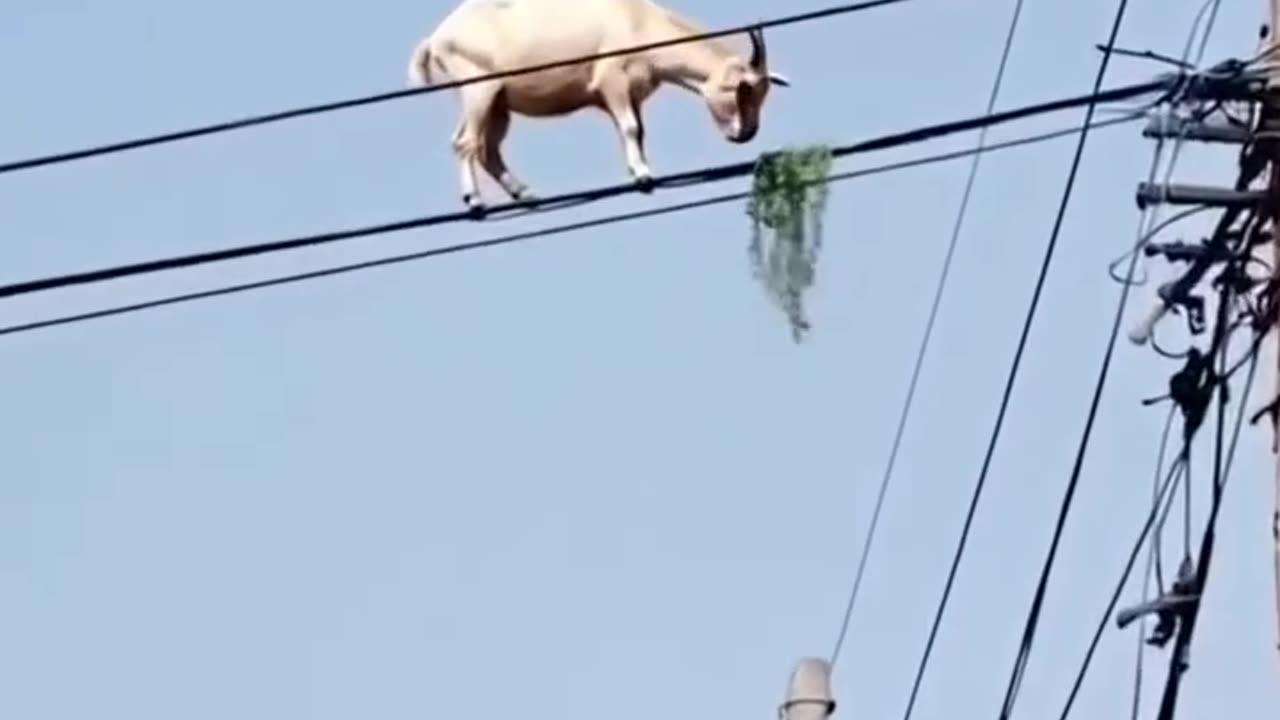 Goats funny video (720p) hd