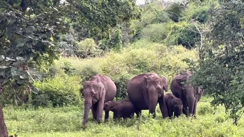Elephants Family in forest