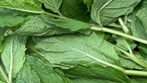 Mint From The Florida Garden