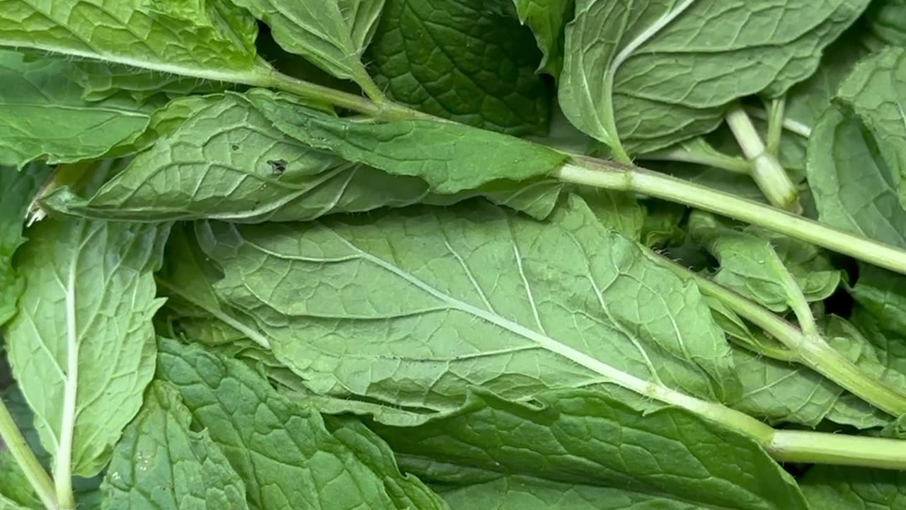 Mint From The Florida Garden
