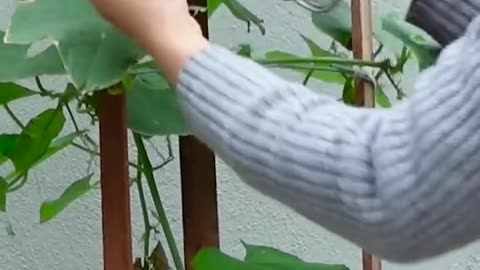 plant pumpkins