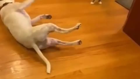 Funny video