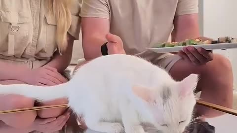 Feeding A cat $10 vs $10000 sushi 🍣