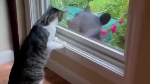 Animal funny video 34