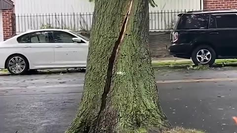 "Nature: Stronger Than Any Man-Made Power" Strong winds knocked down trees #usa