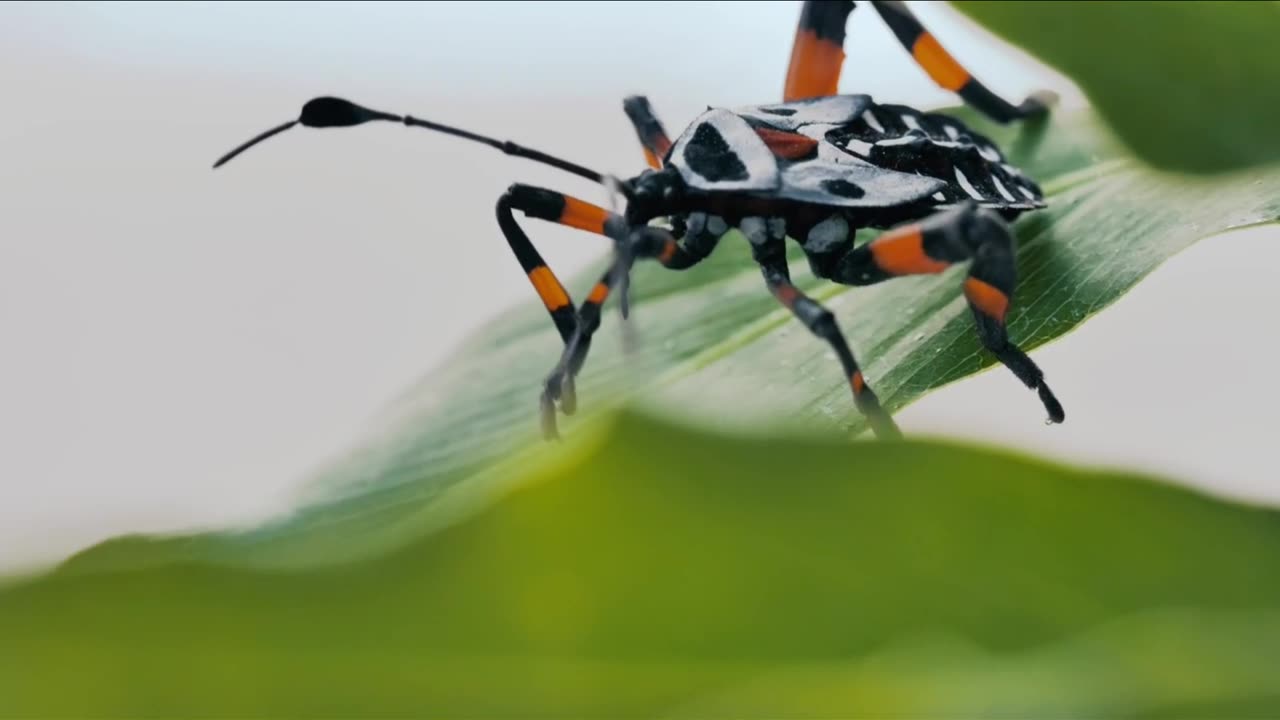 Nature