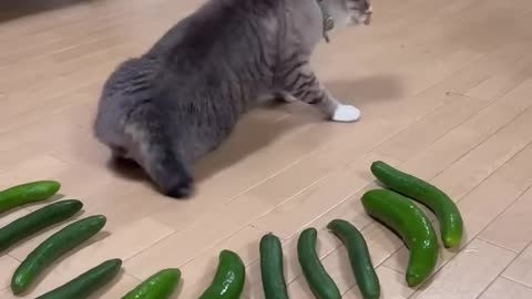 Cucumber prank in the cat 😂