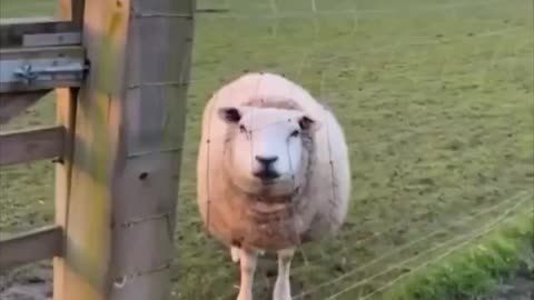 Happy sheep.. 😊