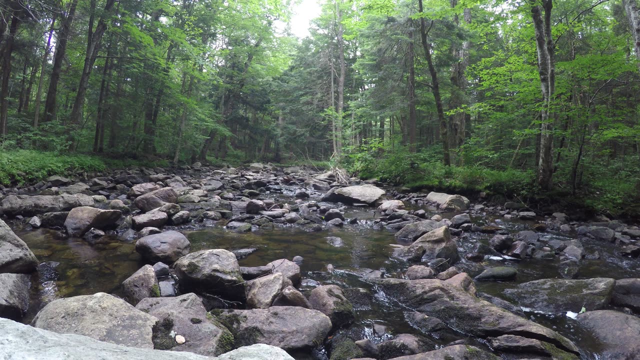 Thursday, June 8, 2023, just off the Long trail in Vermont eating and caught epic fish