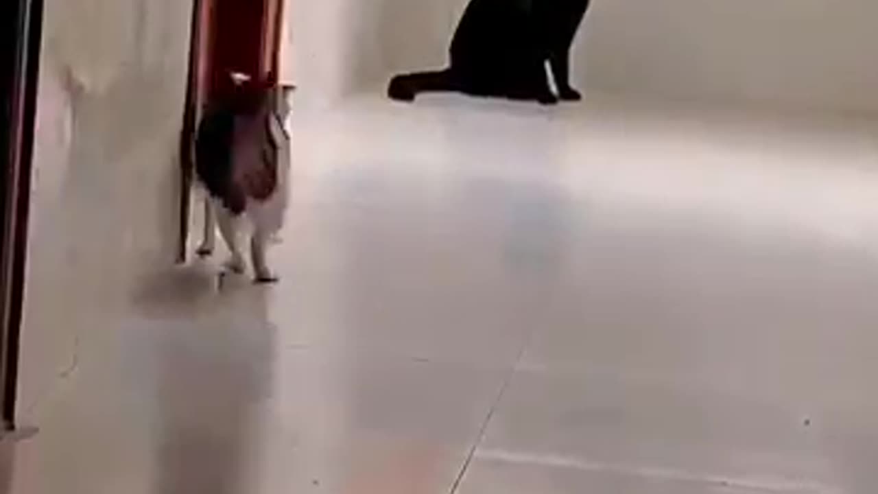 kitten, cats being cats, pet videos, adorable pets, cat behavior, viral cat video,