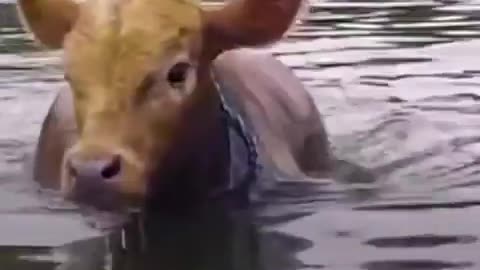 Weird Pets