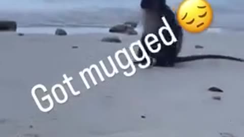 💀🌊 You Won't Believe What Happens When Someone Gets Mugged on the Beach | FunFM
