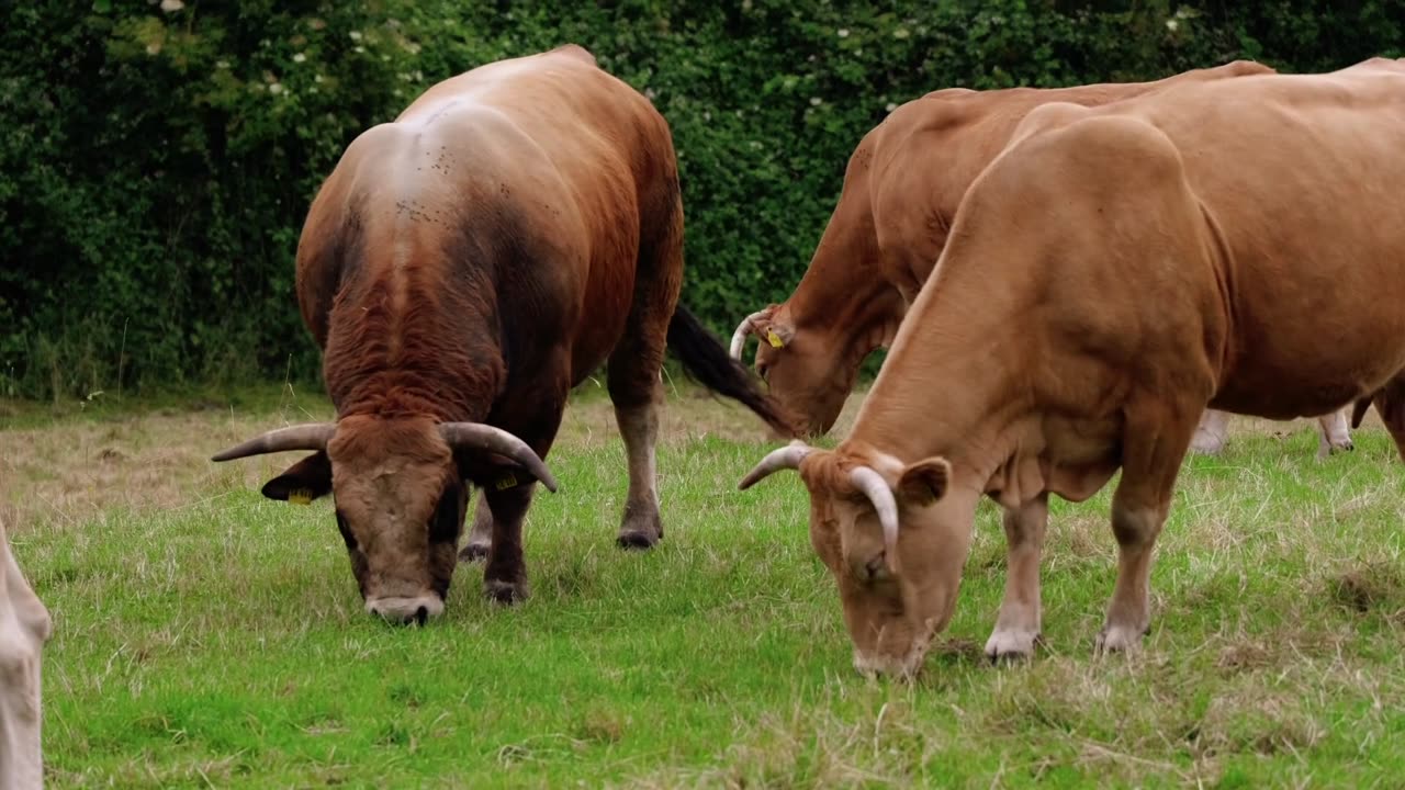 Cattle Grazing Peacefully in Green Pasture