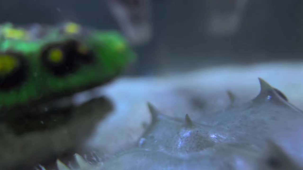 Horseshoe Crab Performs a Sniff Inspection