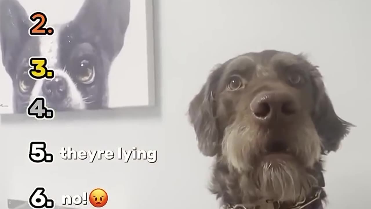 When a Dog Understands English😭