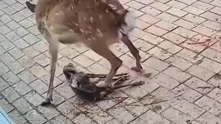 A fawn was trampled by its mother shortly after birth.