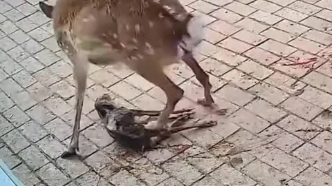 A fawn was trampled by its mother shortly after birth.
