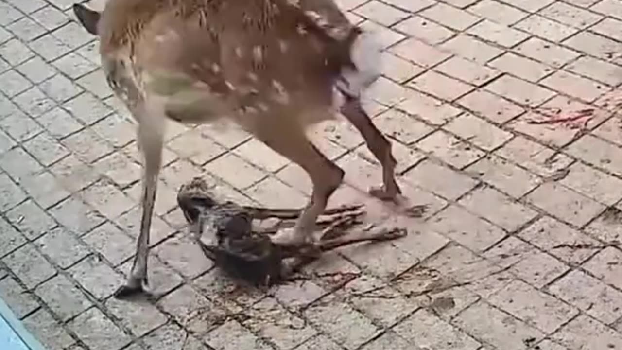A fawn was trampled by its mother shortly after birth.