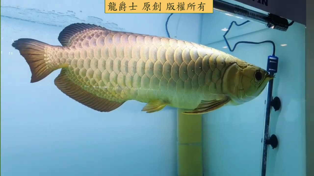 【龍爵士】2023馬來西亞 亞洲龍王爭霸賽