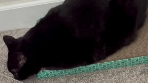 Precious Piper is a Master of the Diagonal Tuffet Sit - Adopting a Cat from a Shelter Vlog #shorts