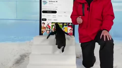 Can I teach a penguin to follow