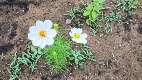 Garden Cosmos