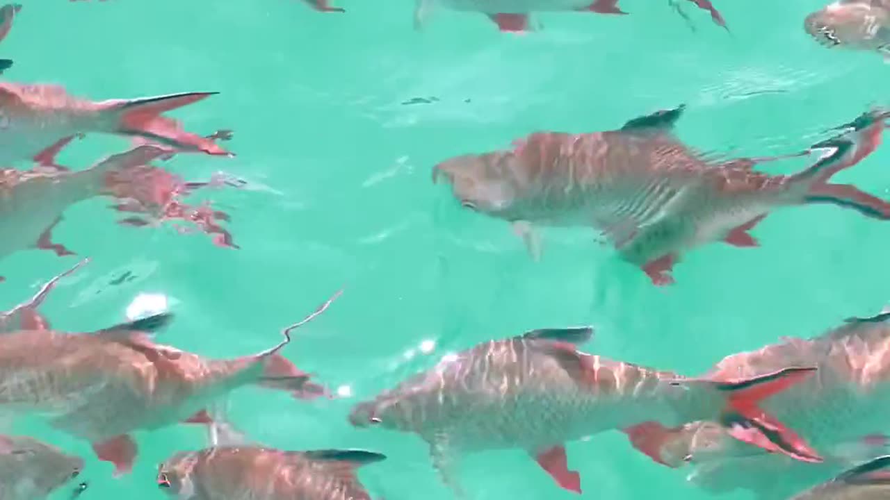 Fish