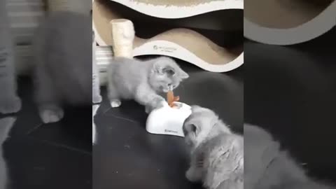Los MEJORES VIDEOS De GATOS💗 -⚠️ RETIERNOS🐱💟#4 [AC]