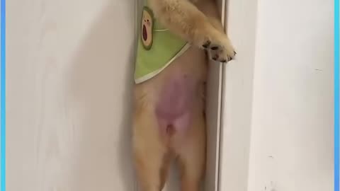 Funny animals videos