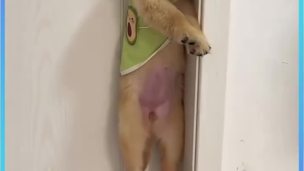 Funny animals videos