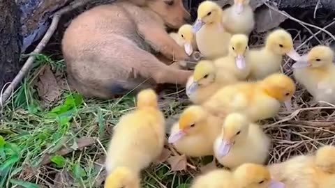 puppy and all of his little friends