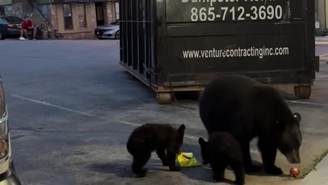 Black Bear Family Greets Gatlinburg Tourists