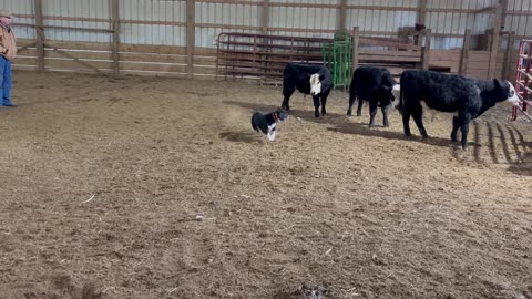 Wendy-Sue, 1/6/2026-2