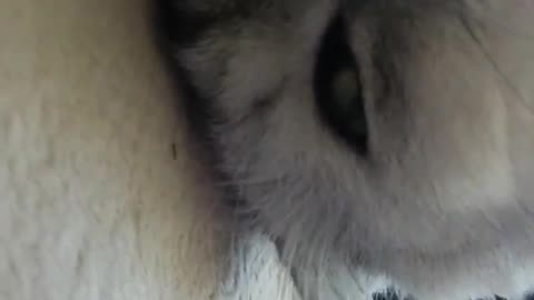Sleepy Kitten’s Eyes Keep Opening — So Peaceful & Cute