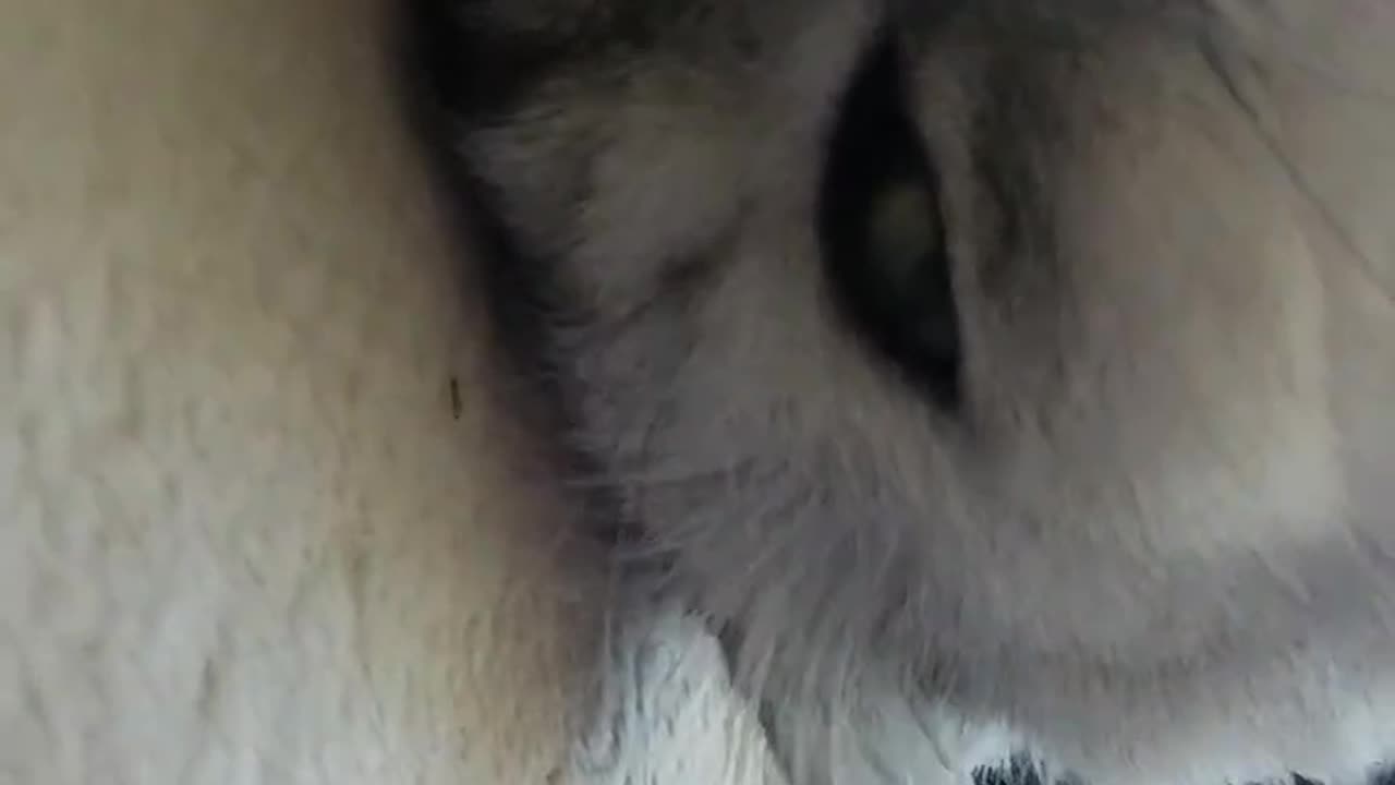 Sleepy Kitten’s Eyes Keep Opening — So Peaceful & Cute