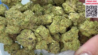 Bolo Runtz from Shop Hello Mary! Dankin with the Flamingos Review!!